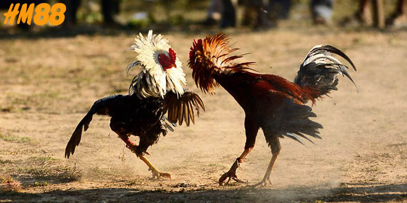 Đá gà Thomo được truyền hình trực tuyến với màn hình 4K siêu chân thực